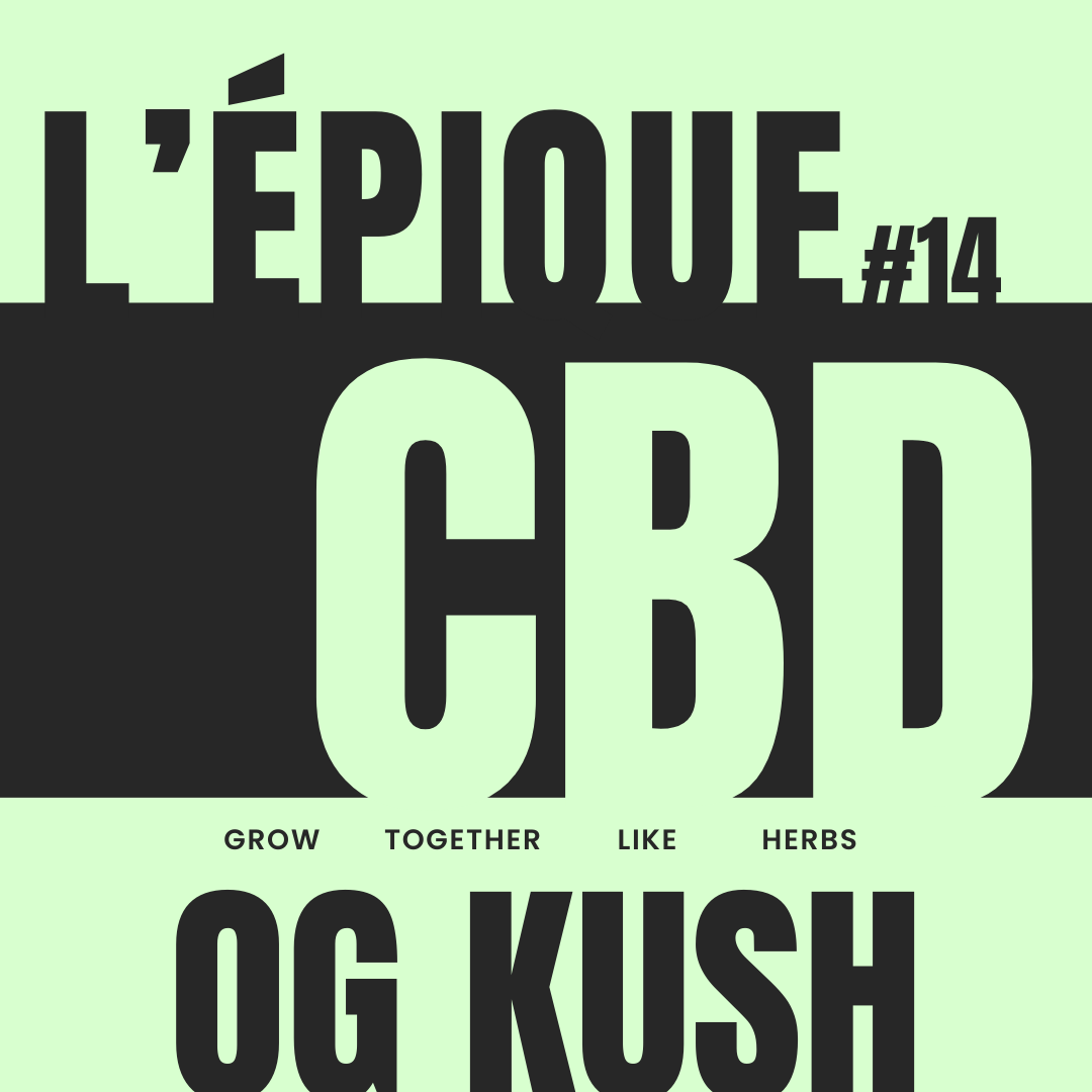 La variété : OG KUSH