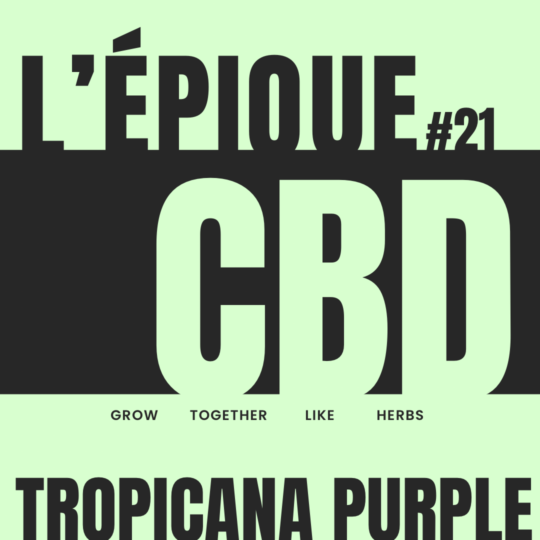 La variété :  TROPICANA PURPLE
