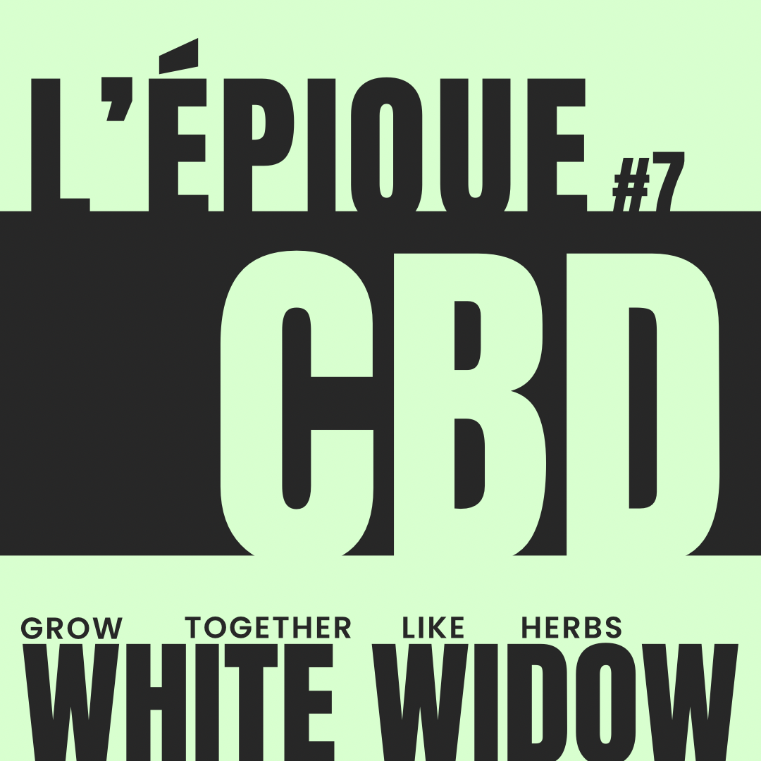 La variété : WHITE WIDOW