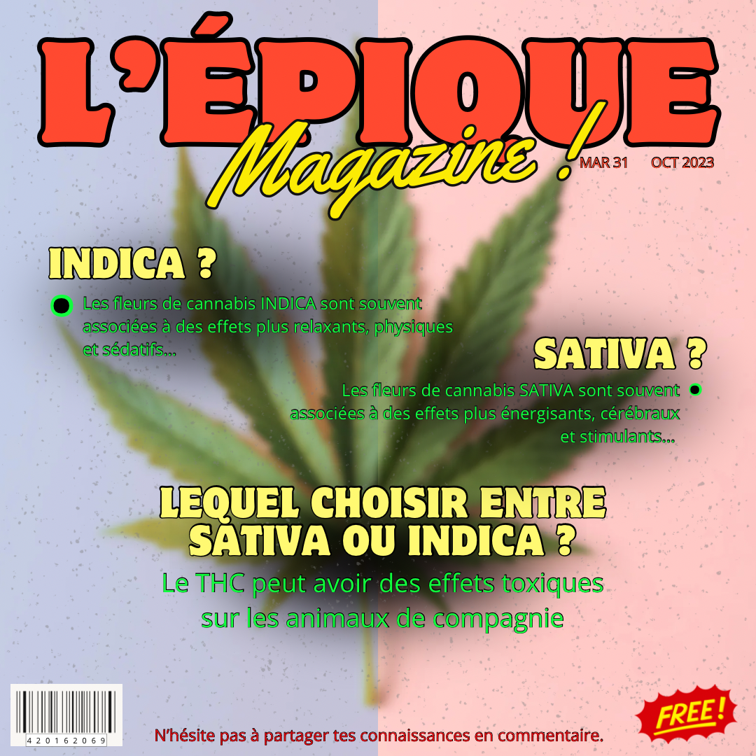6# LEQUEL CHOISIR ENTRE INDICA OU SATIVA ?
