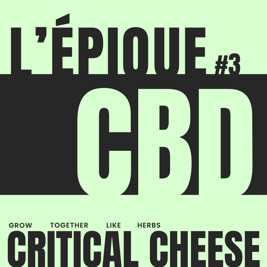 La variété : CRITICAL CHEESE