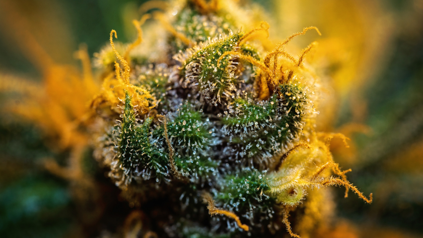Fleurs de CBD/Hash