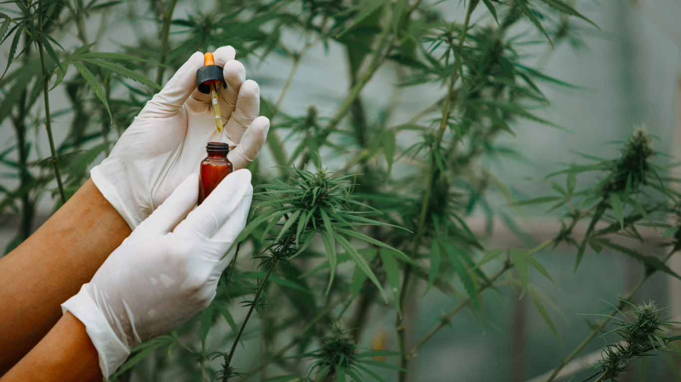 Huiles CBD (full spectrum)
