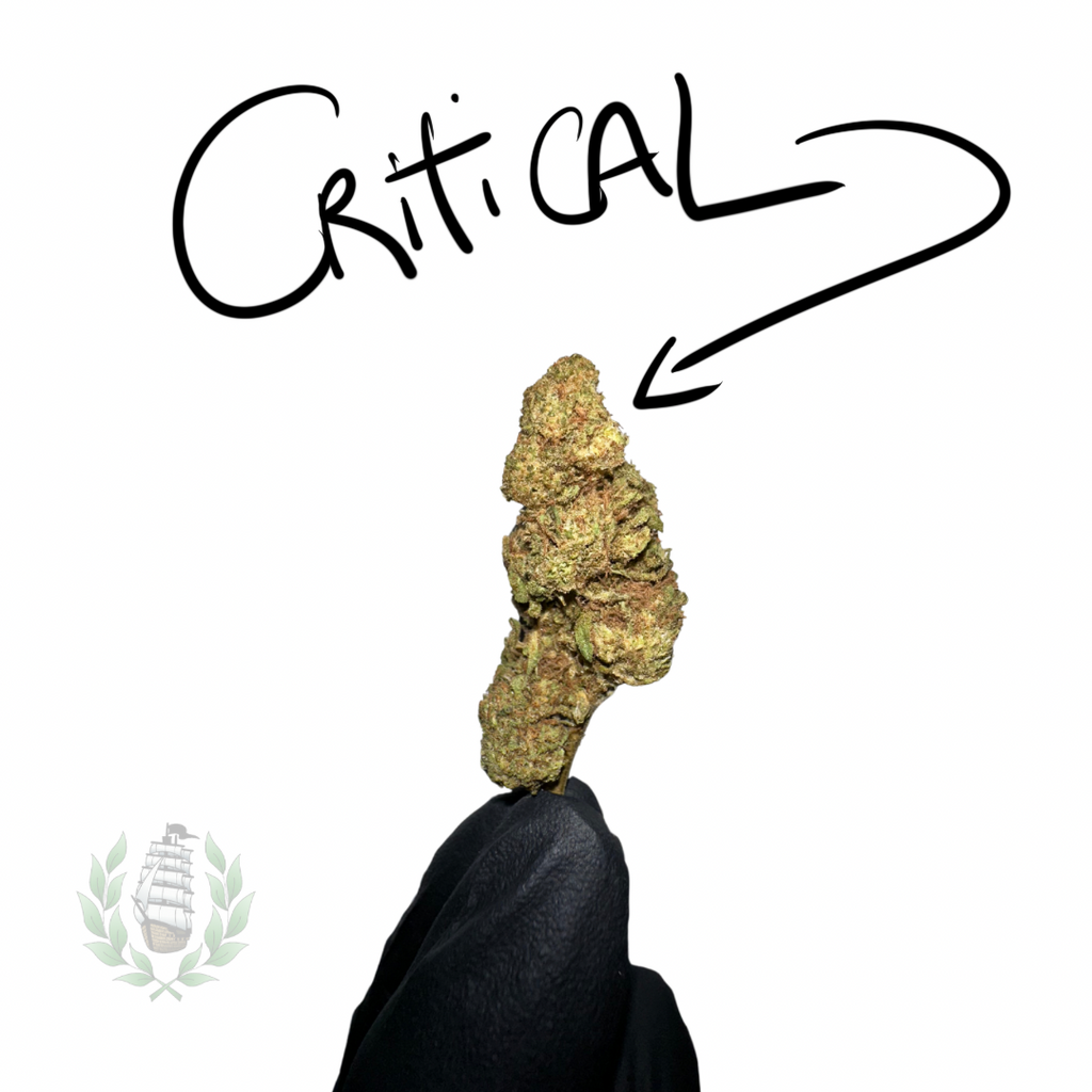 Critical CBD 💚