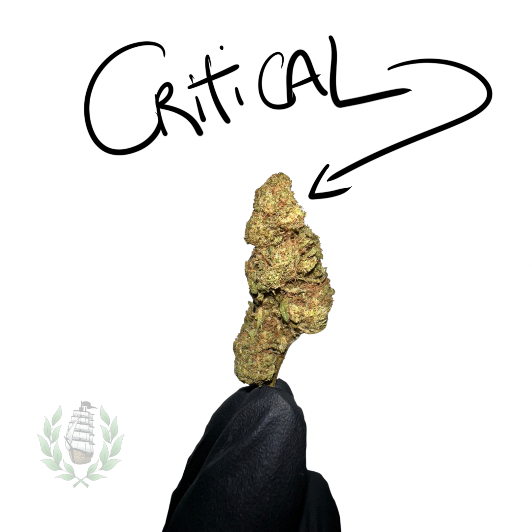Critical CBD 💚