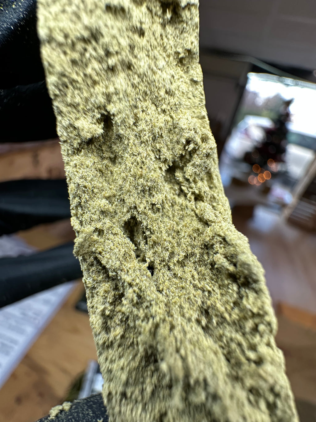 Blue Berry CBD By El_proffesseurs/Les plantes de Tomine