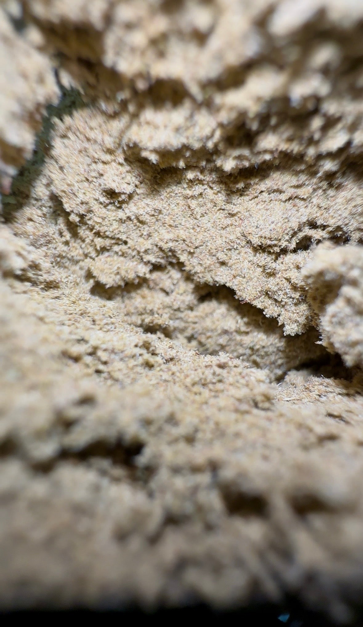 Spritz CBD By El_proffesseurs/Les plantes de Tomine