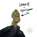 LEMON K x PAYTON LEMON CBD 💚 by L’HERBE DE TÉO