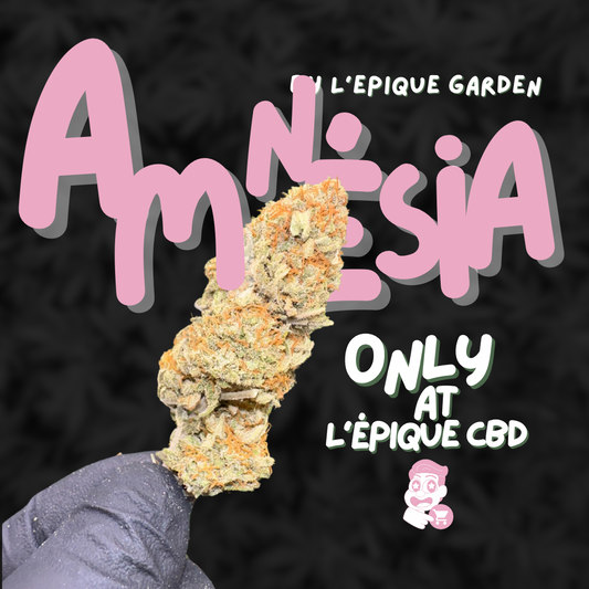 L’Épique Amnésia 💚