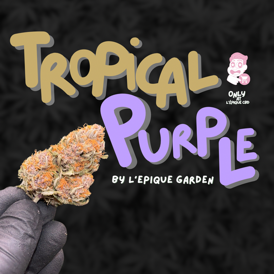 L’Épique Tropical Purple 💚