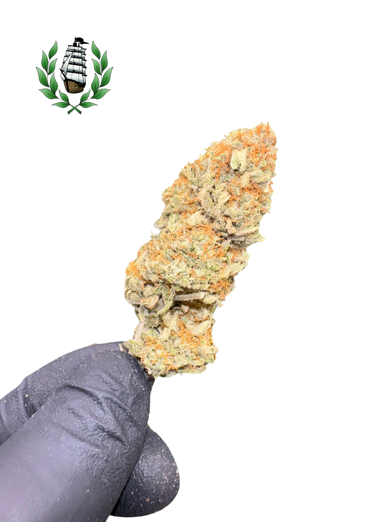 L’Épique Amnésia 💚